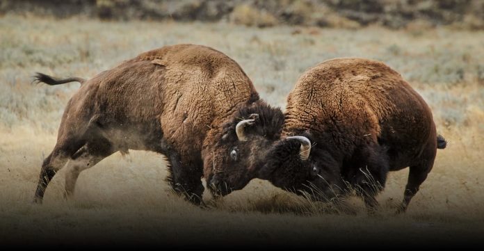 National Geographic Yellowstone Live 2019 Sweepstakes National Geographic Yellowstone Live 2019 Sweepstakes